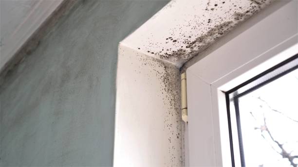 Best Bathroom Mold Remediation in Lapel, IN