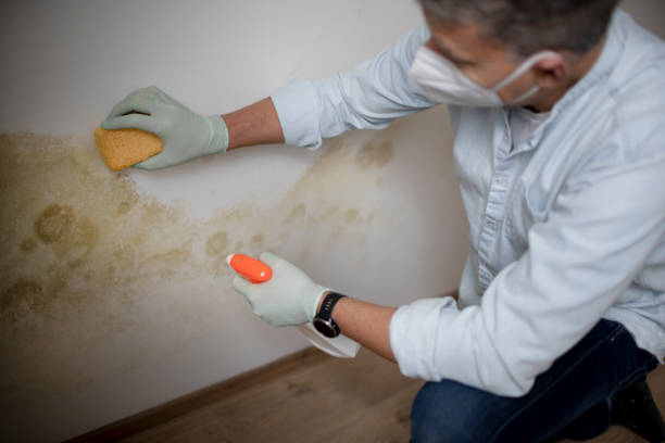 Insurance-Related Mold Remediation